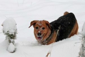 Snowy-Dog