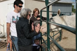 Feeding the Horses.jpg Feeding the Horses.jpg