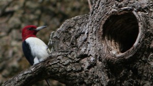Woodpecker at Walnut Woods State Park