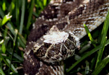 Prairie Rattler