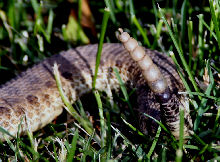 Rattles