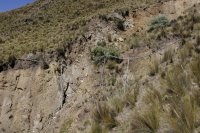Ravine Crossing