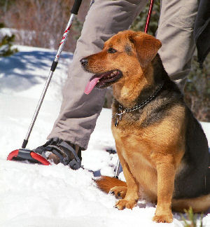 snowdog.jpg