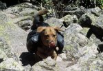 Abby has a pack too!